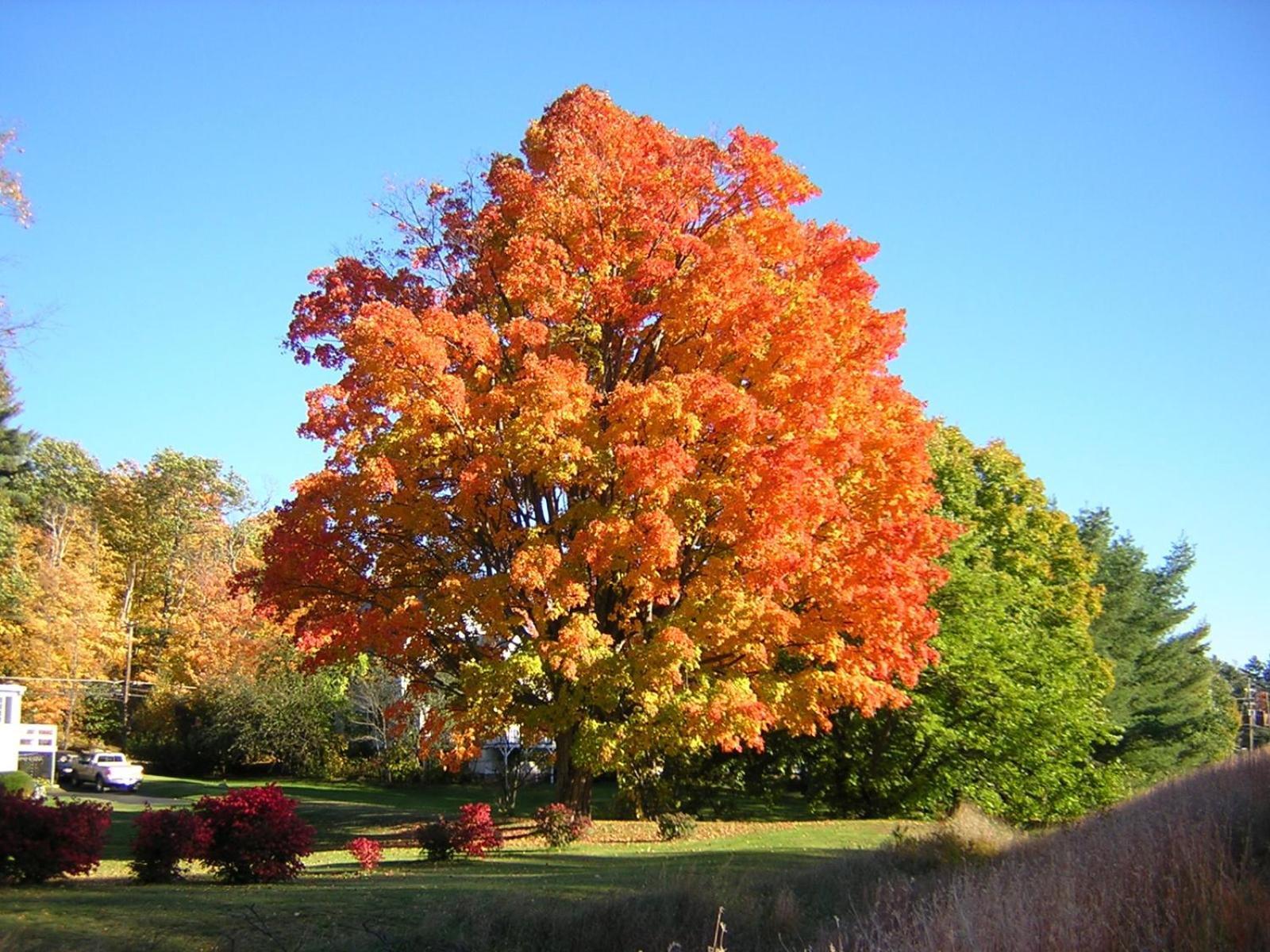 Golden Gables Inn North Conway Bagian luar foto